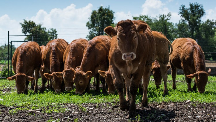 SPECIAL SALE OF BEEF MEAT