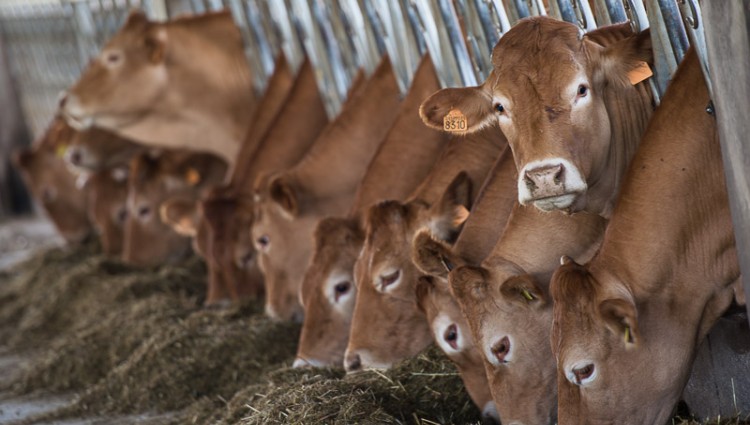 SPECIAL SALE OF BEEF MEAT