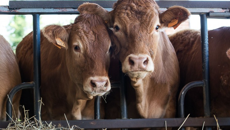 CARNI BOVINE razza limousine di nostra produzione