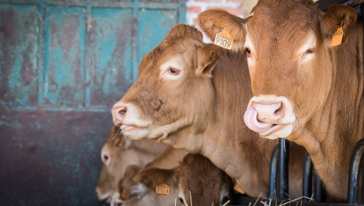 CARNI BOVINE razza limousine di nostra produzione