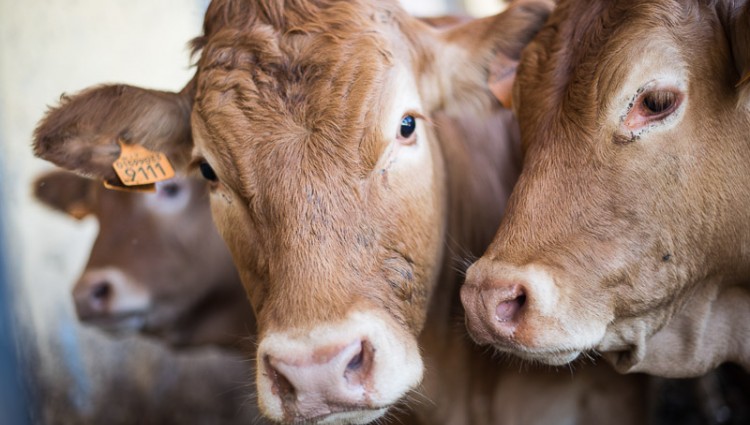 CARNI BOVINE razza limousine di nostra produzione