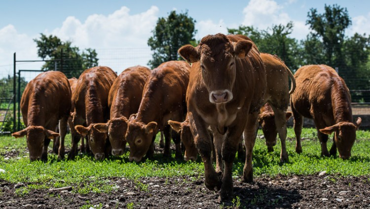 VENDITA SPECIALE CARNE BOVINA